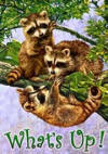 decorative flags/raccoons.jpg