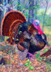 decorative flags/turkey.jpg