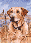 images/decora16.gif