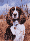 images/decora20.gif