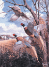 images/decora28.gif